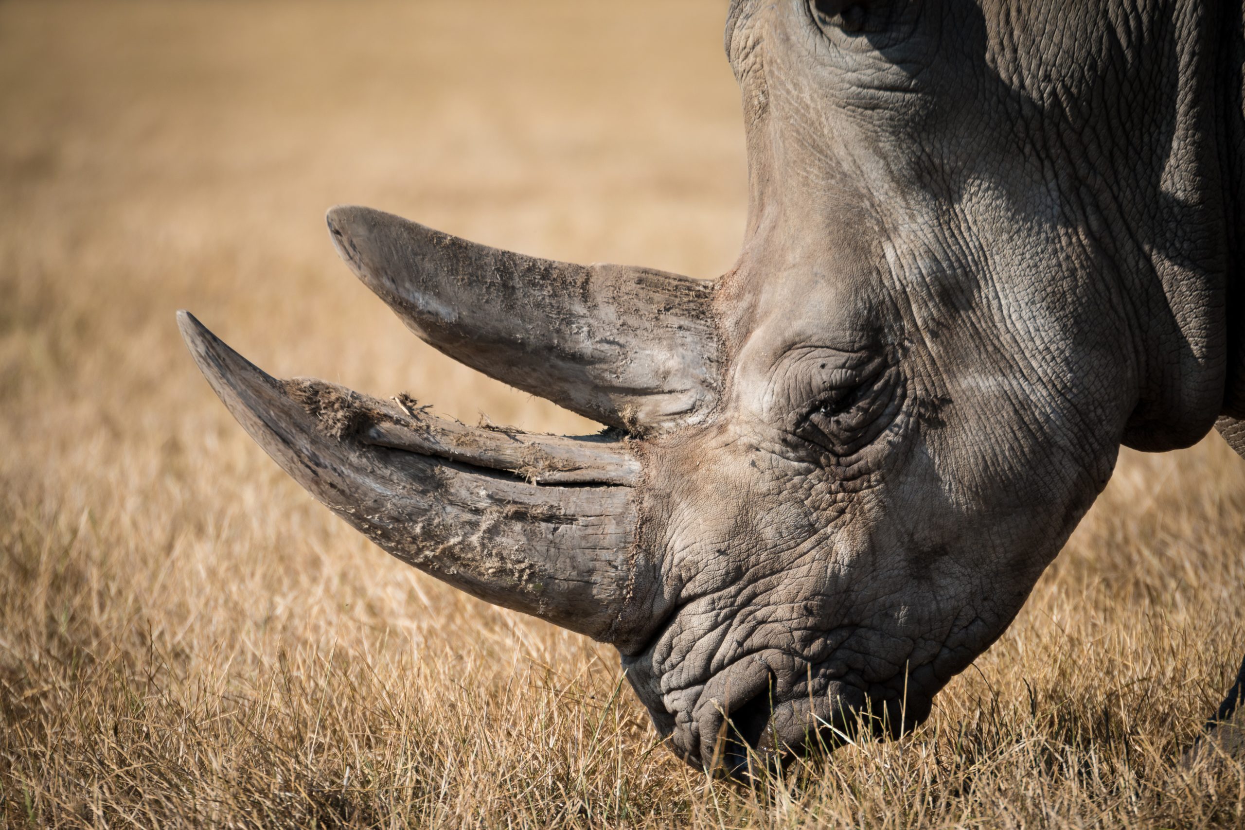 Connected Rhinos and Fish: IoT Technology Helping Protect Endangered